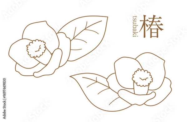 Fototapeta 椿、イラスト、線画、カメリア、ツバキ