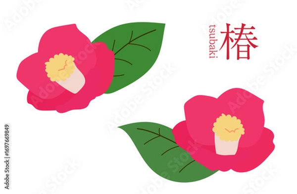 Fototapeta 椿、イラスト、カラー、カメリア、ツバキ