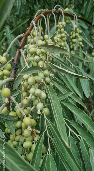 Fototapeta Close-up of unripe olive fruits (Elaeagnus angustifolia) hanging from a tree branch with long, narrow silver-green leaves
