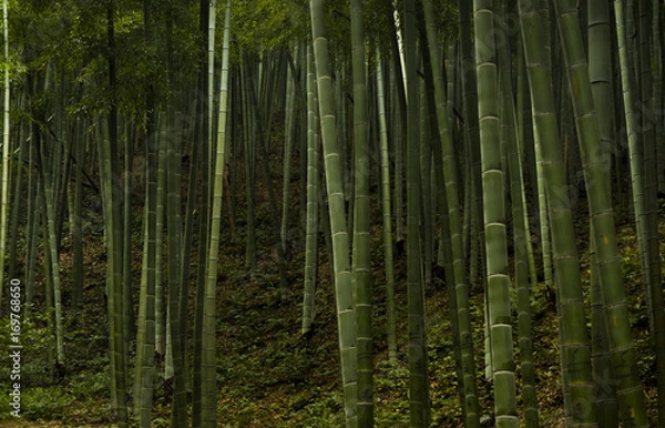 Fototapeta Bamboo forest