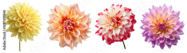 Fototapeta Set of beautiful Dahlia flowers isolated on transparent background.