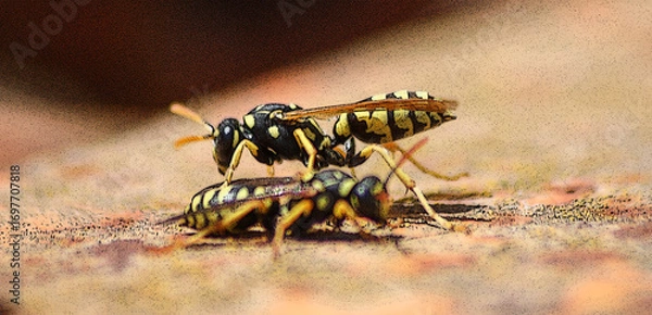 Obraz vespas