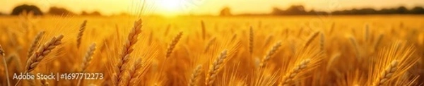 Obraz Golden wheat field, ripe and ready for harvest, sun-drenched stalks bowing under their weight Abundant, plentiful crop ready for reaping, golden hour glow , sunlit field, food