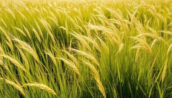 Obraz Lush Green Wheat Field with Golden Heads Creating a Serene Landscape