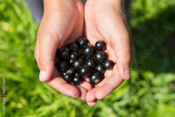 Fototapeta A handful of ripe black currants in a child's hand close-up.