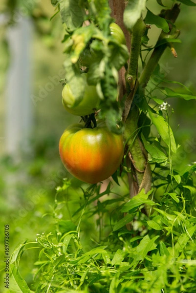 Fototapeta A large tomato is ripening on a branch, close-up. Blurred background