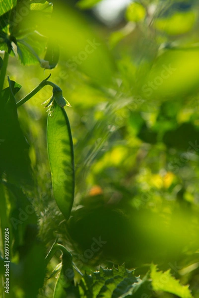Fototapeta Unripe pea pods in the garden