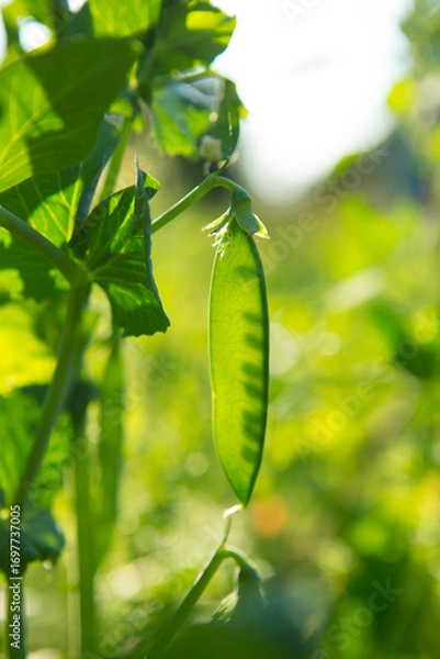 Obraz Peas ripen in the garden