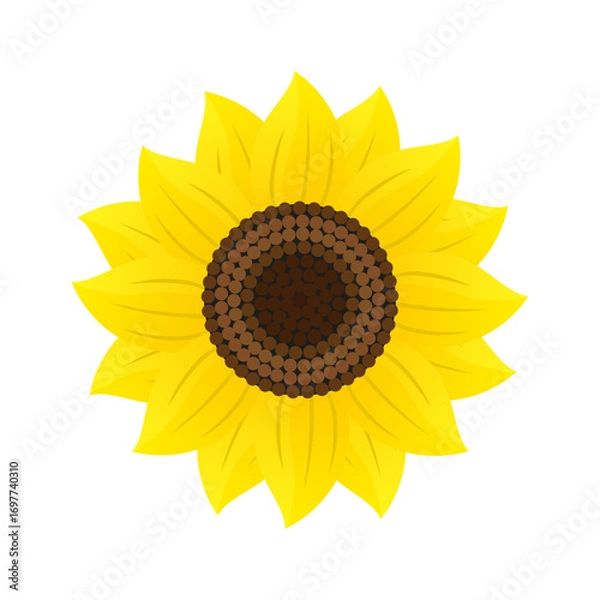 Obraz Sunflower. Color vector illustration. Isolated on white background.	