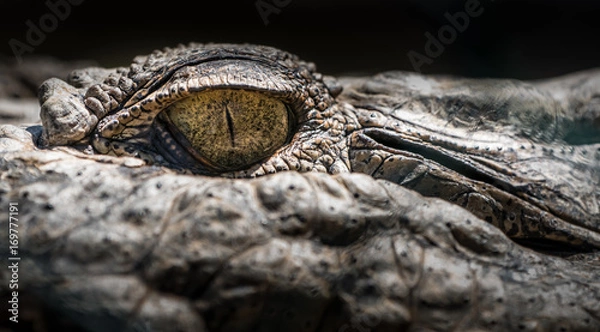 Obraz Eye of the Crocodile