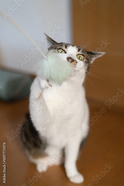 Fototapeta おもちゃで遊ぶ猫　キジトラ猫