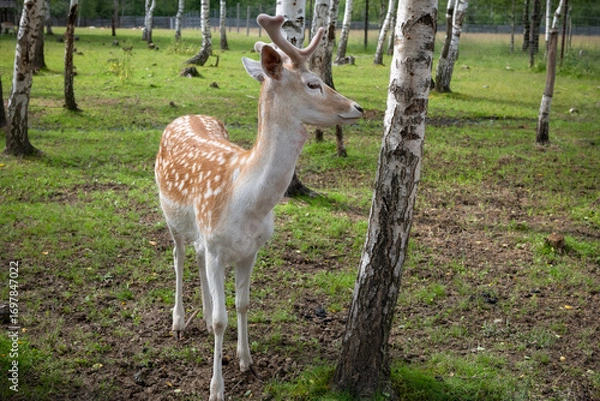 Fototapeta A male spotted deer in a birch grove on a summer day