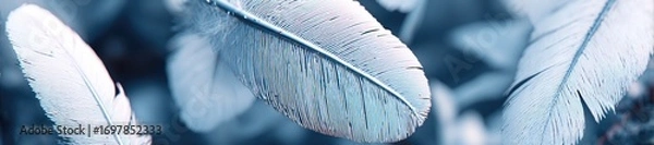 Obraz Close-up of delicate, light-blue feathers, soft focus