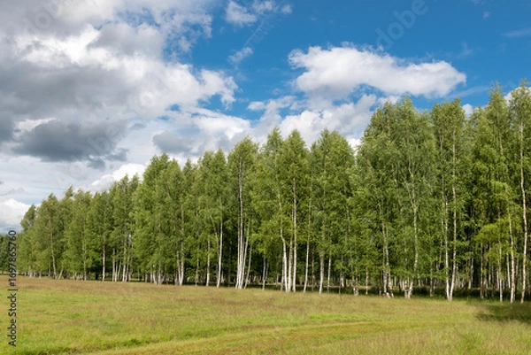Fototapeta A summer landscape with a birch grove on the edge of an agricultural field