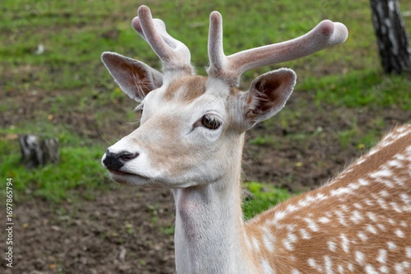 Fototapeta Portrait of a male spotted deer in a birch grove on a summer day