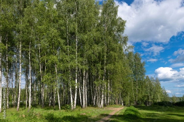 Fototapeta A summer landscape with a birch grove on the edge of an agricultural trail