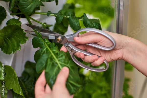 Fototapeta Harvesting Fresh Greens An Up Close Perspective on the Process of Cutting Fresh Lettuce