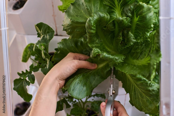 Fototapeta Harvesting Fresh Greens An Up Close Perspective on the Process of Cutting Fresh Lettuce