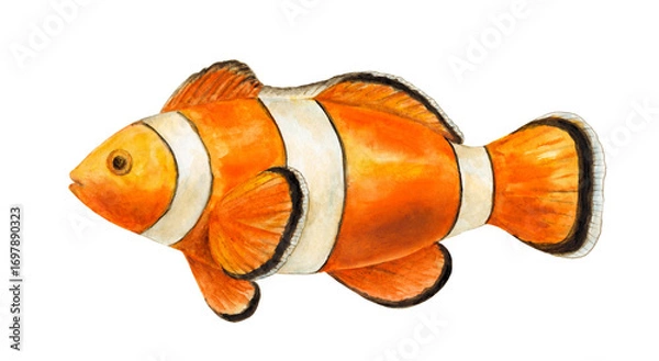 Fototapeta Watercolor illustration of clown fish on white background. Design element, marine theme.