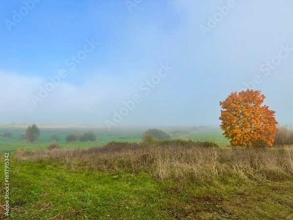 Fototapeta Picturesque autumn autumn landscape with a tree - a lonely maple with bright orange leaves against the background of dry grass, a foggy valley and blue sky. Copy space