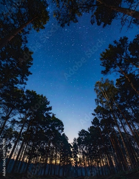 Obraz Night sky through trees (1)