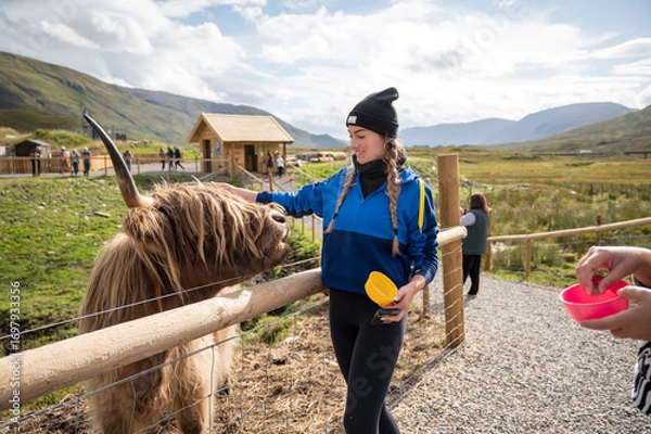 Fototapeta Teenager girl feeding a Highland cow on a rural farm in Scotland, enjoying nature and outdoor animal interaction