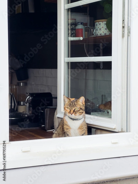 Obraz kitty looking of the window