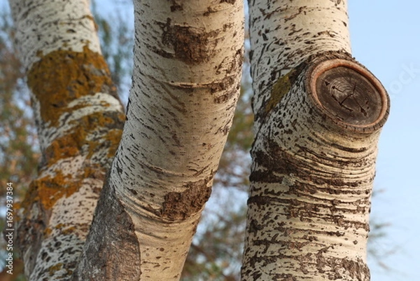Fototapeta Close up of the bark texture on a white poplar tree