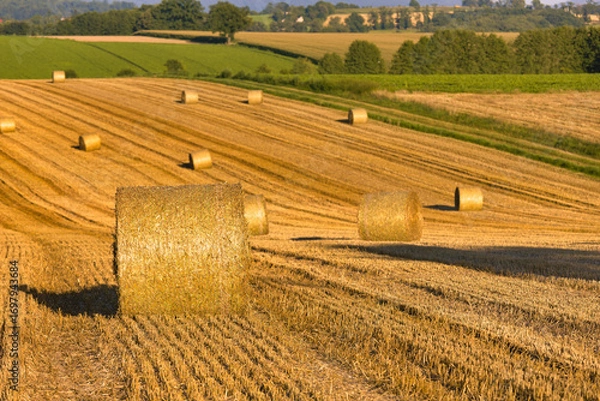 Obraz straw bales on hilly fields
