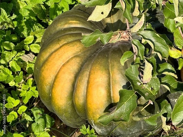 Fototapeta A big beautiful green and yellow pumpkin with leaves lies on the grass on a clear sunny day. Concept of preparing for Halloween, autumn and seasonal food harvesting. Natural background with copy space