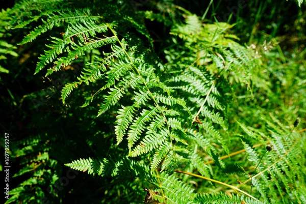 Obraz Bright green coloured bracken in woodland