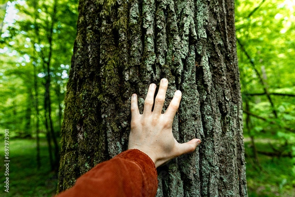 Fototapeta Person touching old tree growing in forest. Human hand on the bark of a tree. Concept of sustainable development and environment protection