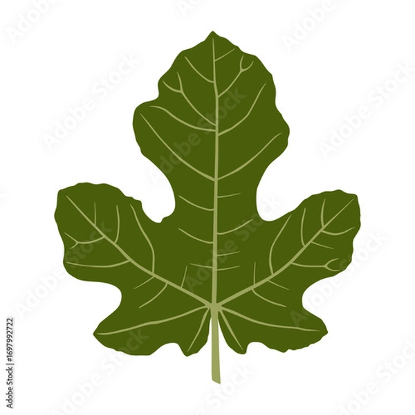 Obraz fig leaf vector