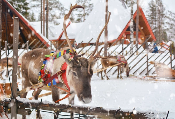 Obraz Reindeer in Finnish Lapland