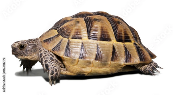 Obraz Turtle