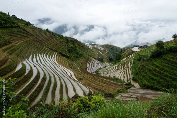 Obraz China rice paddy field
