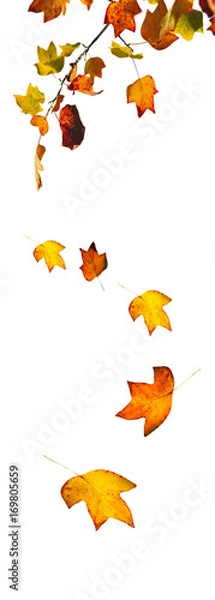 Fototapeta chute de feuilles aux couleurs d'automne isolées  sur fond blanc