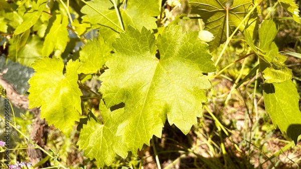 Fototapeta Set of grape leaves isolated on white. Clipping path