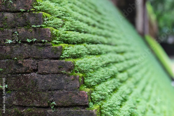Obraz Moss on brick wall