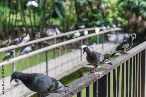 Obraz Close up pigeons in temple