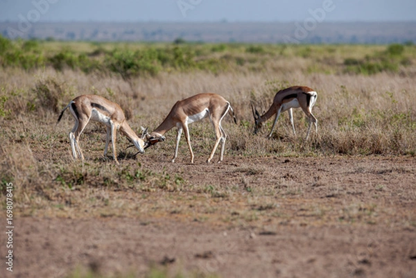 Obraz Herd of Antelope in wild of Kenya