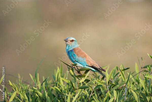 Obraz the Roller(Coracias garrulus)
