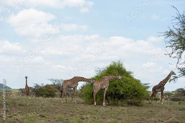 Obraz giraffe in the savannah