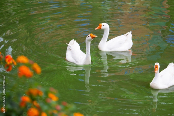Obraz Chiang Mai deploys geese to tackle polluted moat