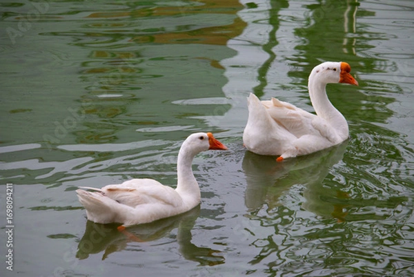 Obraz Chiang Mai deploys geese to tackle polluted moat