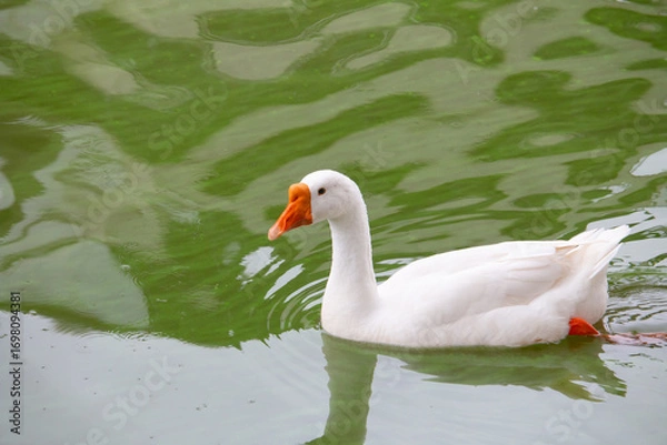 Obraz Chiang Mai deploys geese to tackle polluted moat