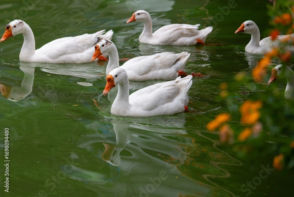 Obraz Chiang Mai deploys geese to tackle polluted moat