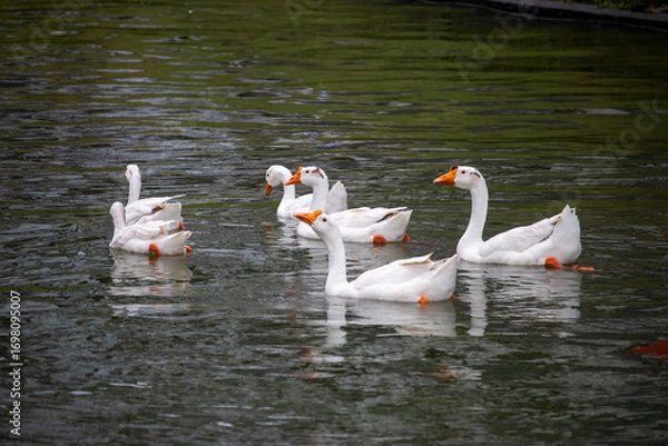 Obraz Chiang Mai deploys geese to tackle polluted moat