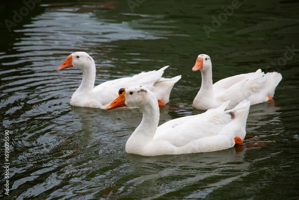 Obraz Chiang Mai deploys geese to tackle polluted moat