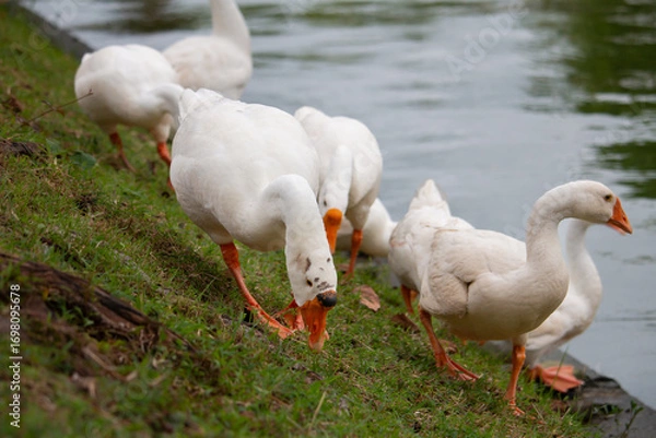 Obraz Chiang Mai deploys geese to tackle polluted moat